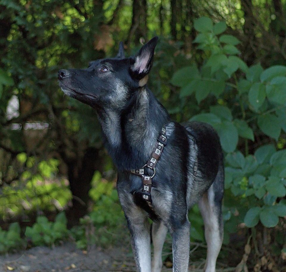 Hunde zur Vermittlung in Deutschland Kleiner Prinz Tierhilfe e.V.