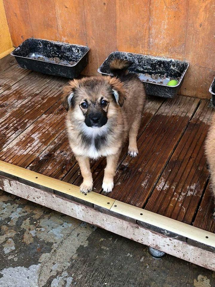 Hunde zur Vermittlung in Deutschland Kleiner Prinz Tierhilfe e.V.